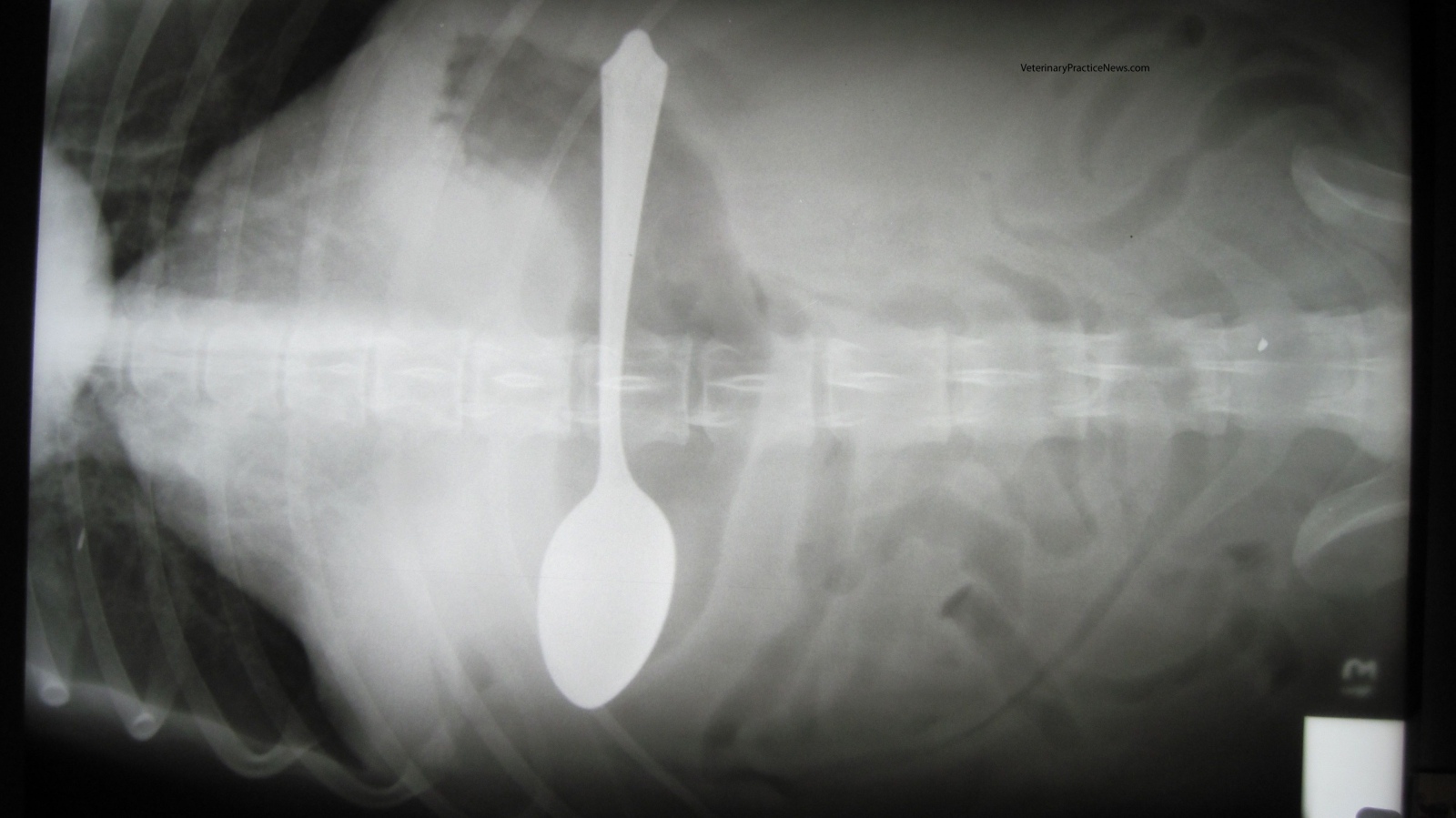 X-Ray of spoon inside a dog